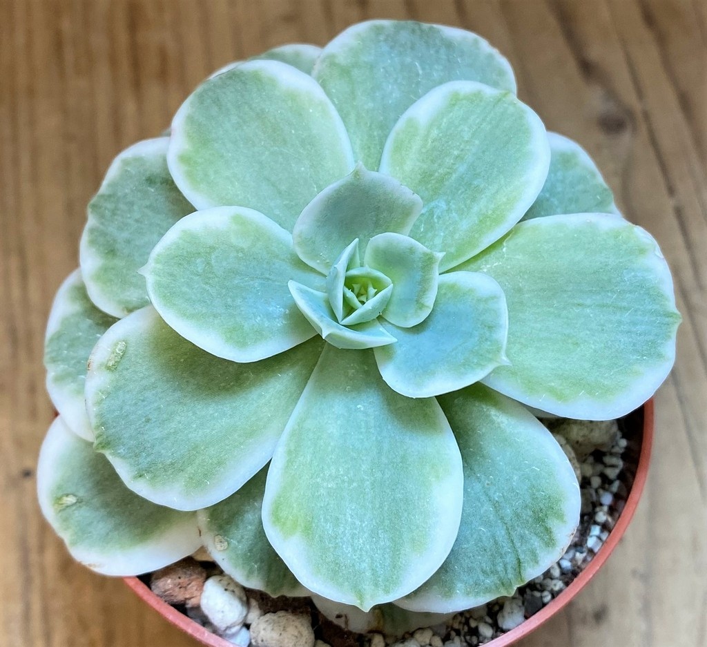 SH28173 Echeveria ‘Lemon Lime’