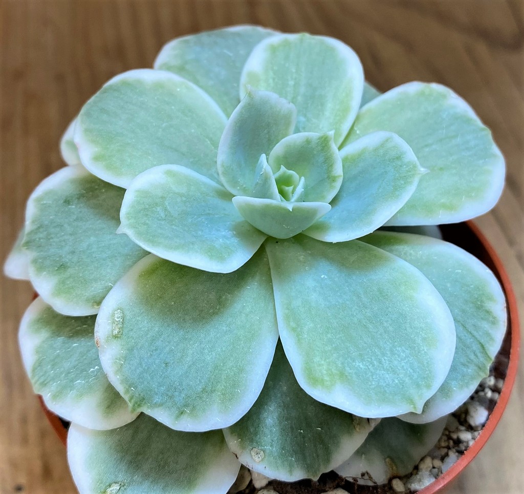SH28173 Echeveria ‘Lemon Lime’ - Image 2