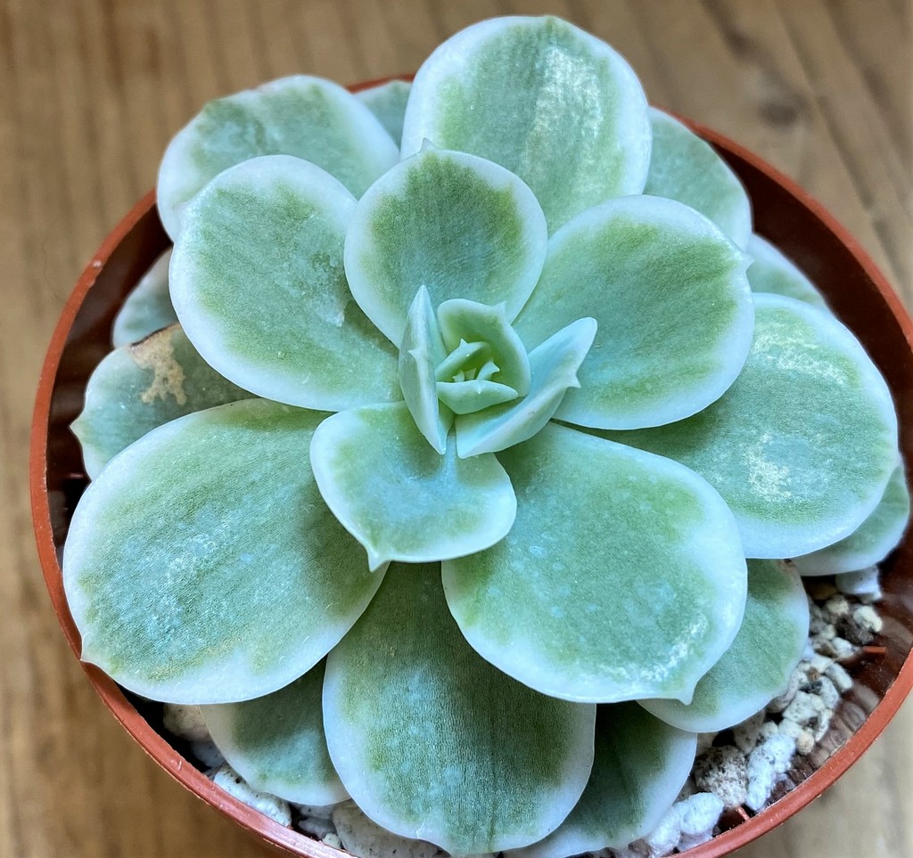 SH28174 Echeveria ‘Lemon Lime’