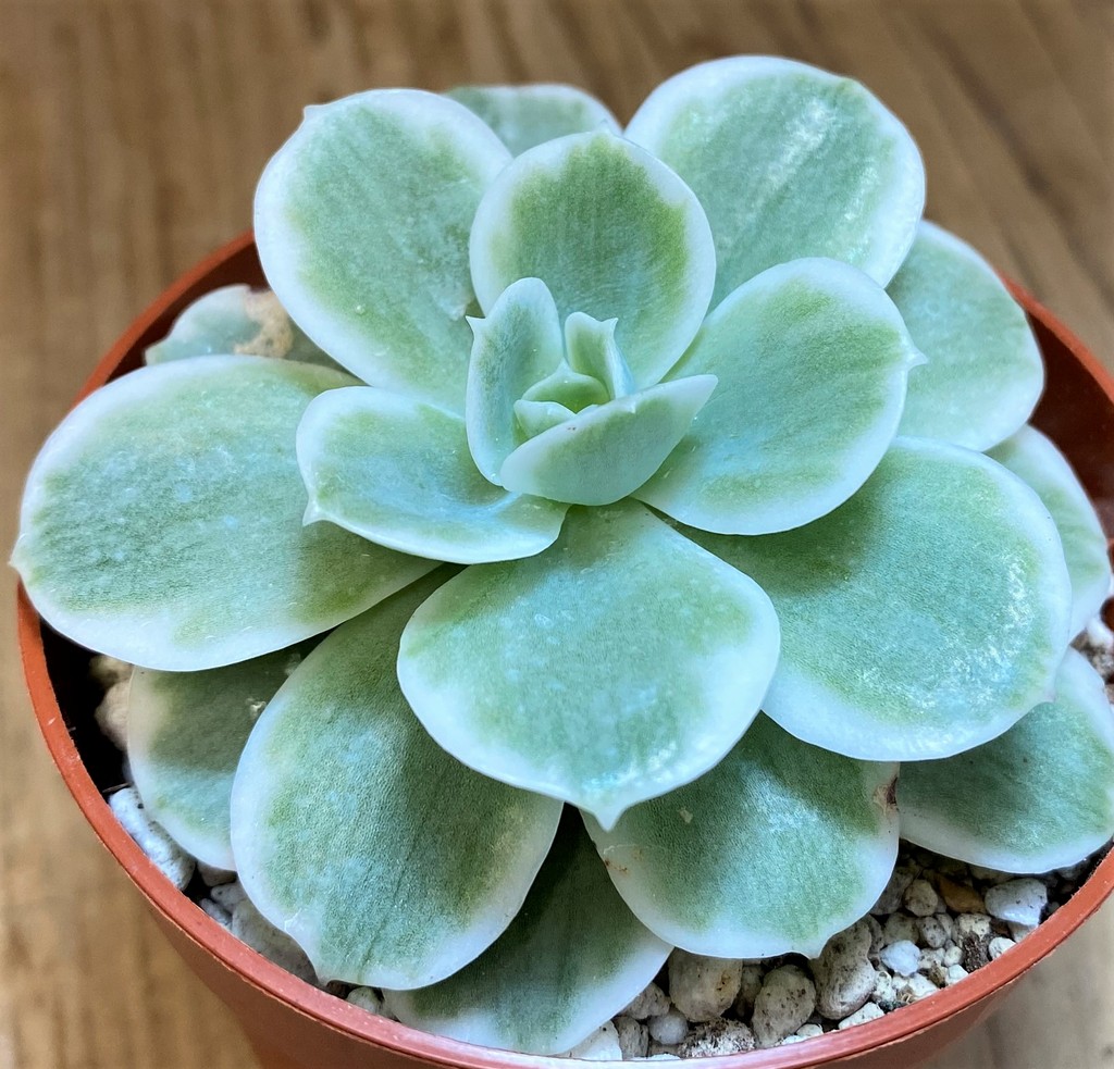 SH28174 Echeveria ‘Lemon Lime’ - Image 2