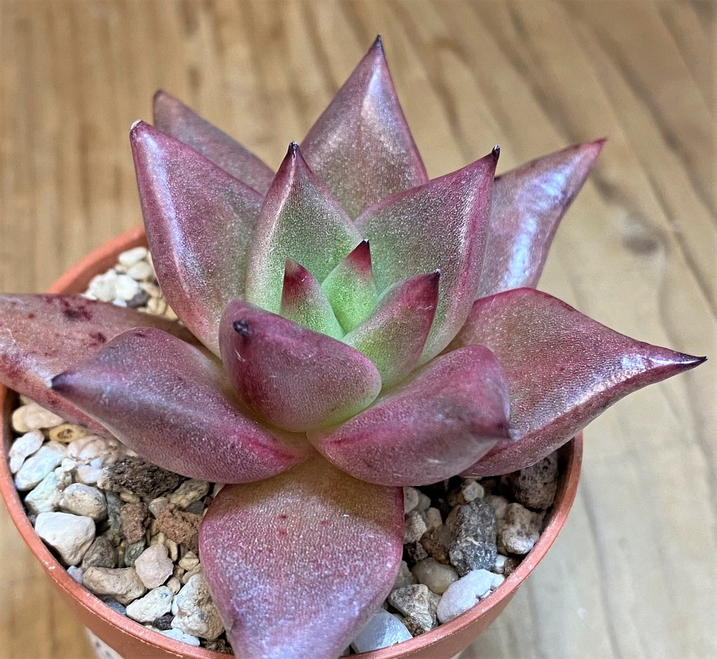 SH28180 Echeveria agavoides 'Romeo' - Image 2