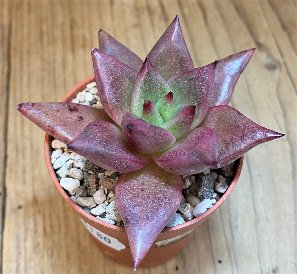 SH28180 Echeveria agavoides 'Romeo' - Image 3