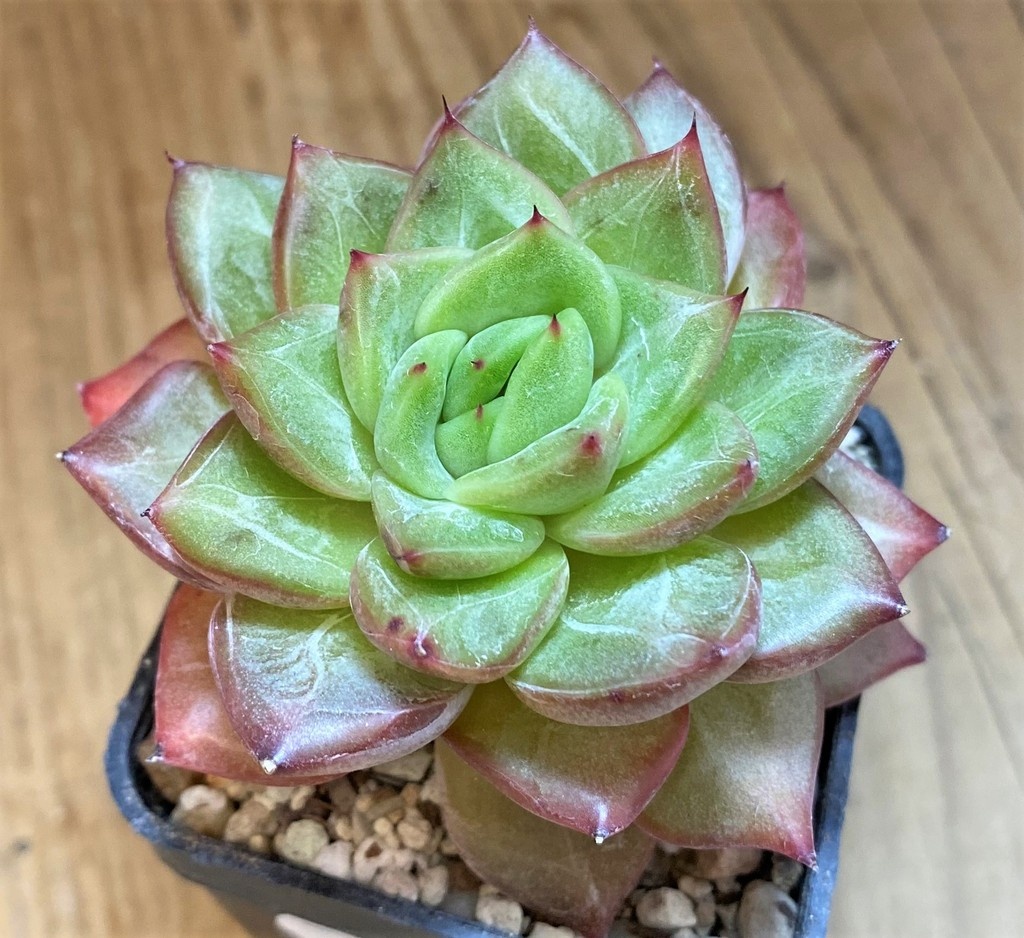 SH28182 Echeveria ‘Champagne’