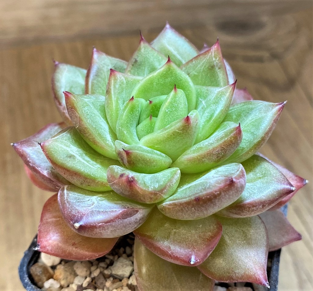 SH28182 Echeveria ‘Champagne’ - Image 2