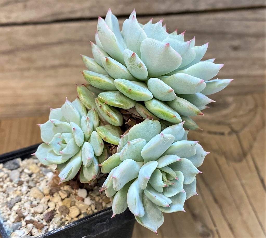 SH28184 Echeveria ‘Beatrice’ - Image 2