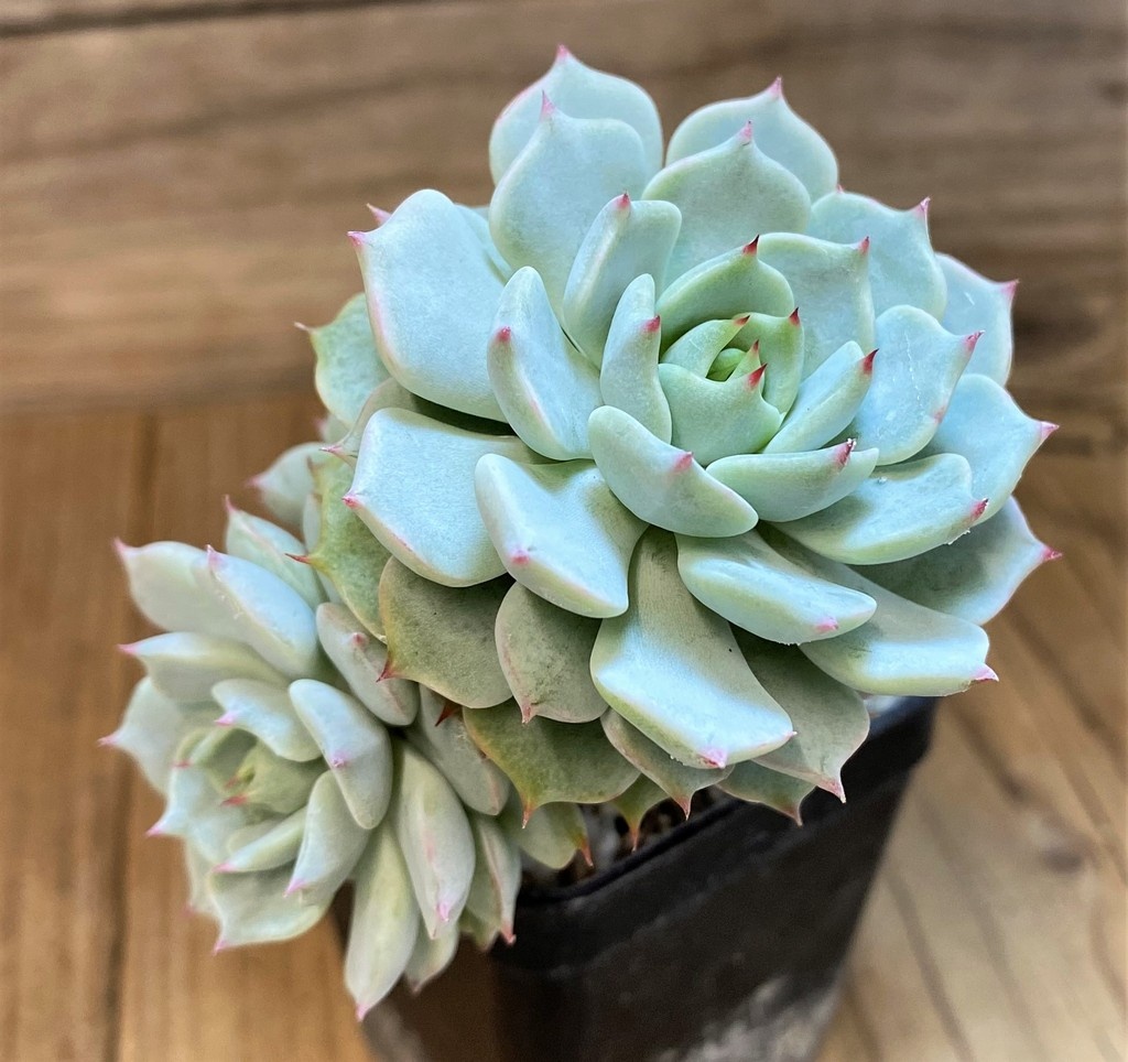 SH28184 Echeveria ‘Beatrice’