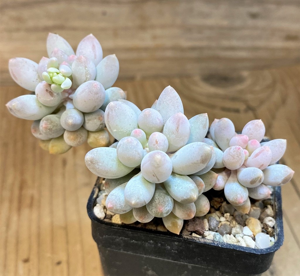 SH28185 Pachythytum 'Baby Finger'