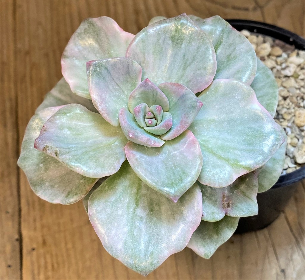 SH28188 Graptoveria ‘Mrs Richards’ f. variegata