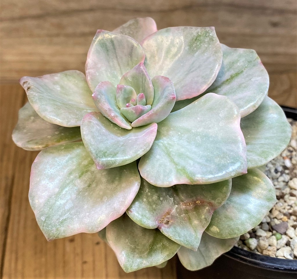 SH28188 Graptoveria ‘Mrs Richards’ f. variegata - Image 3