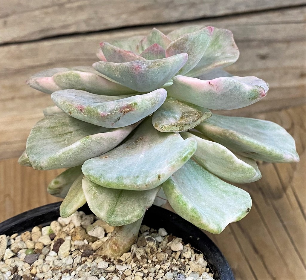 SH28188 Graptoveria ‘Mrs Richards’ f. variegata - Image 2