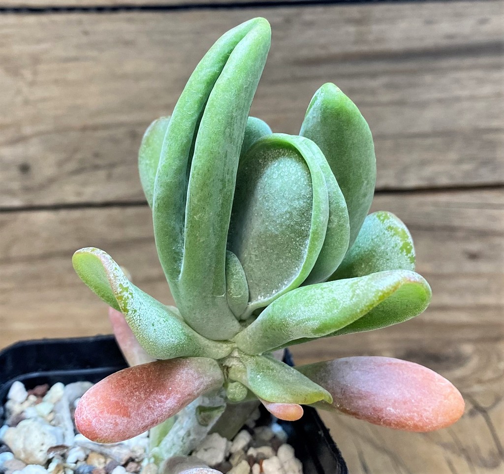 SH28133 Kalanchoe thyrsiflora ‘Monstrosa’ - Image 2