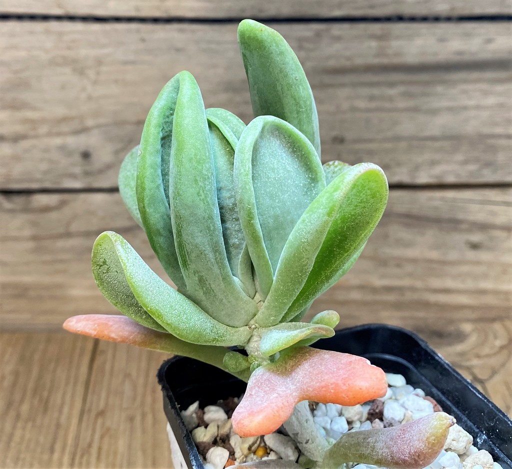 SH28133 Kalanchoe thyrsiflora ‘Monstrosa’