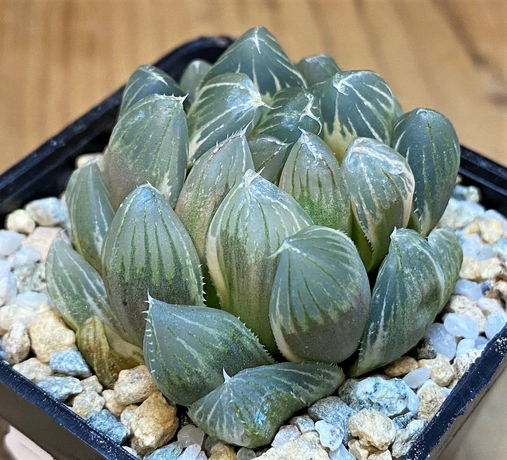 SH28147 Haworthia obtusa f. variegata