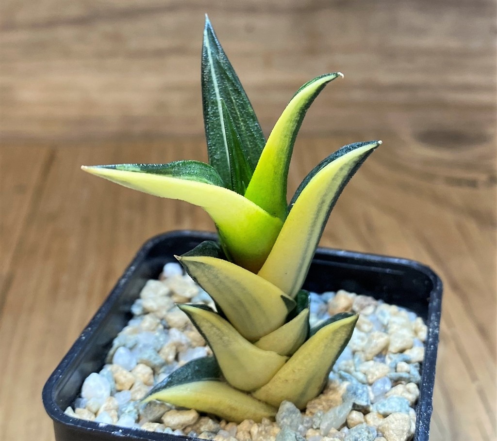 SH28155 Haworthia viscosa f. variegata