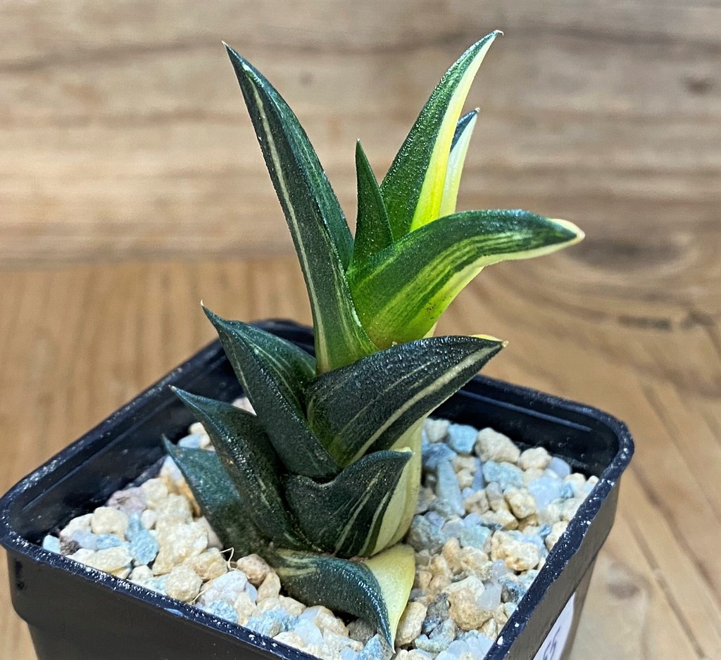 SH28155 Haworthia viscosa f. variegata - Image 2