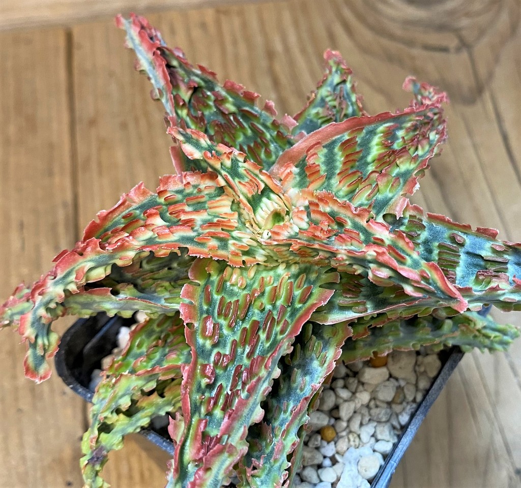 SH1679 Aloe TCT hybrid - Image 2