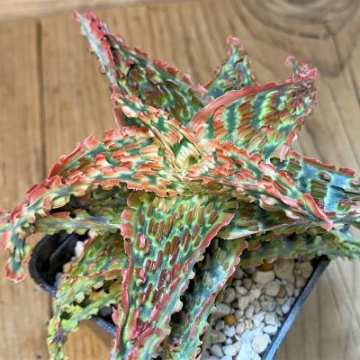 SH1679 Aloe TCT hybrid