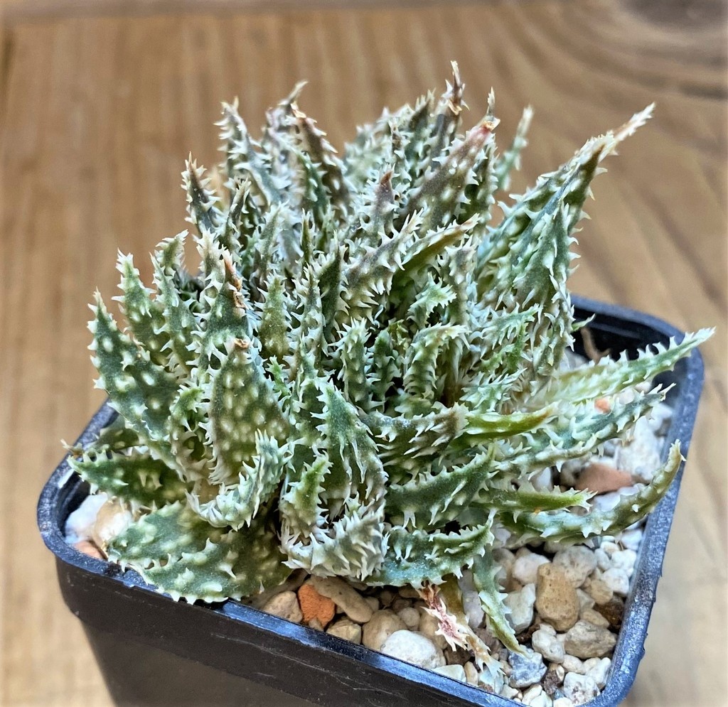 SH28216 Aloe hybrid f. cristata - Image 2
