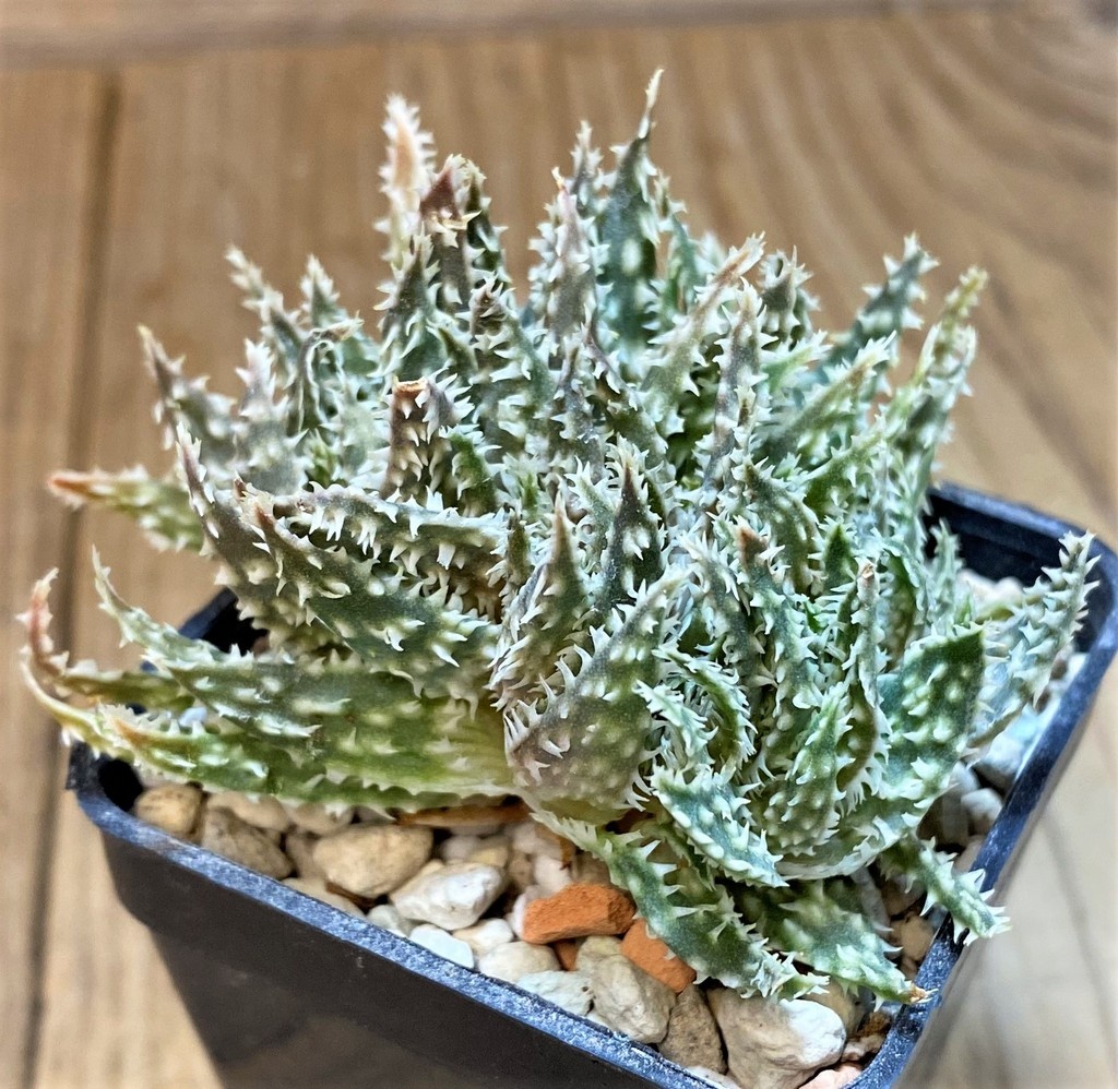 SH28216 Aloe hybrid f. cristata