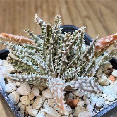 SH28218 Aloe hybrid f. cristata