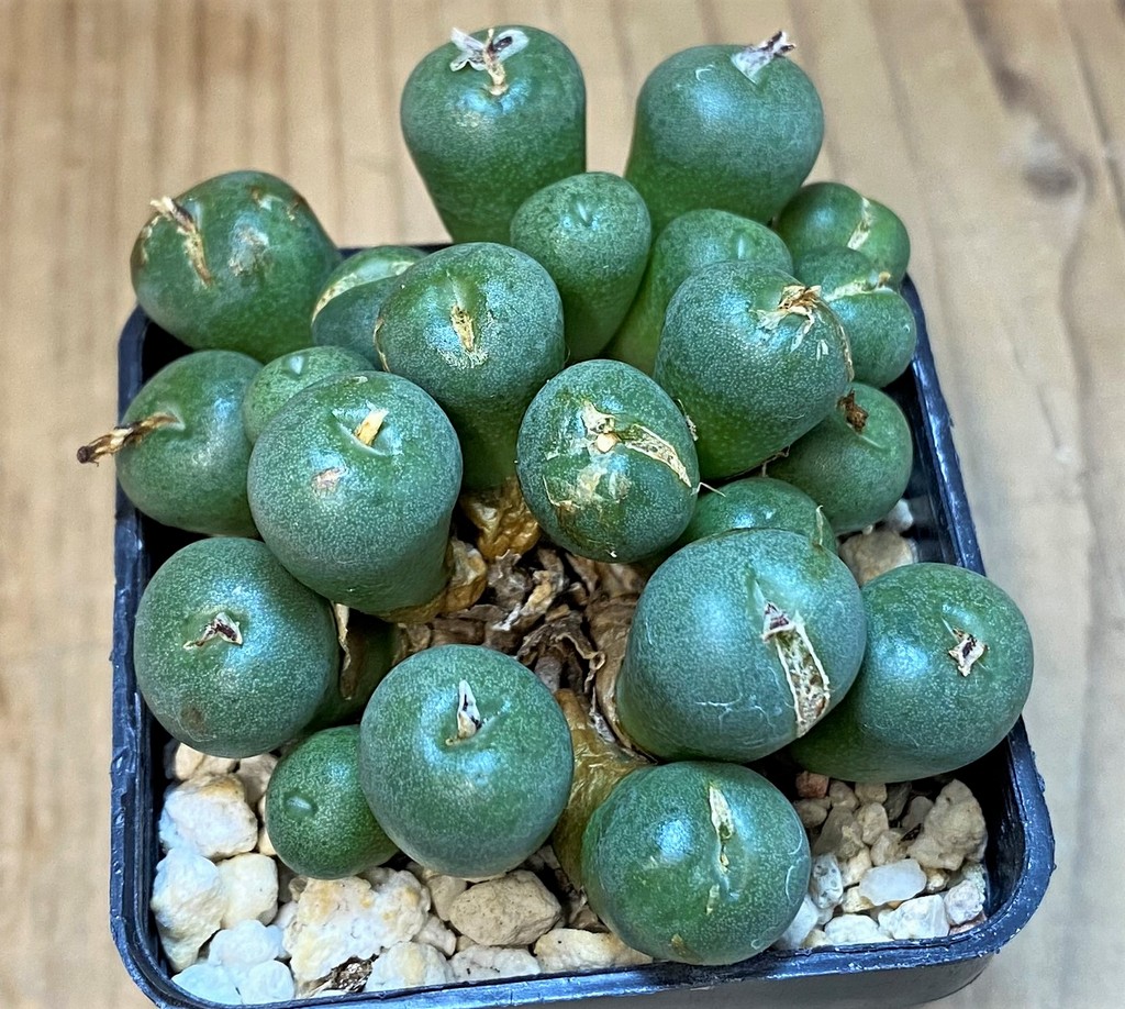 SH28206 Conophytum minutum LAV23370A - Image 2