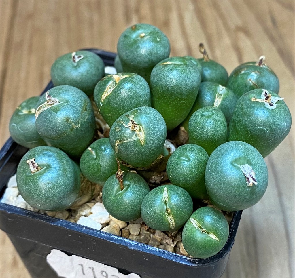 SH28206 Conophytum minutum LAV23370A - Image 3