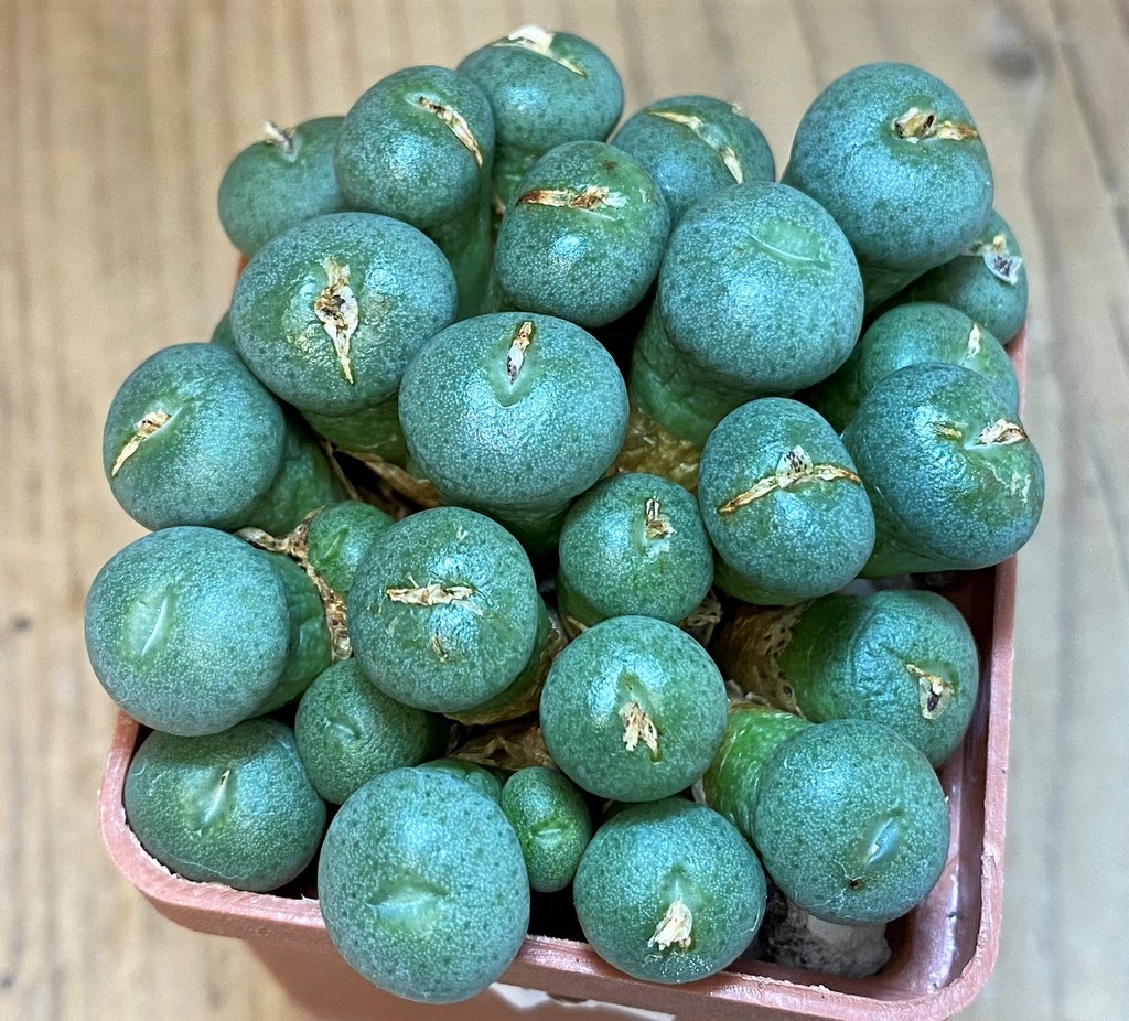 SH28208 Conophytum minutum LAV26670A - Image 2