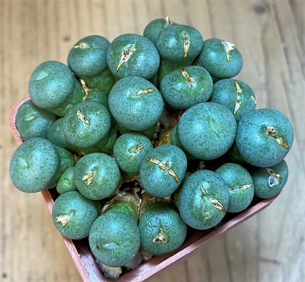 SH28208 Conophytum minutum LAV26670A - Image 3