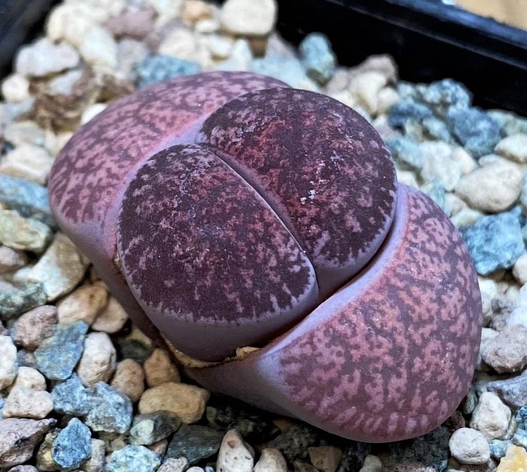SH28210 Lithops lesliei 'Fred's Redhead'