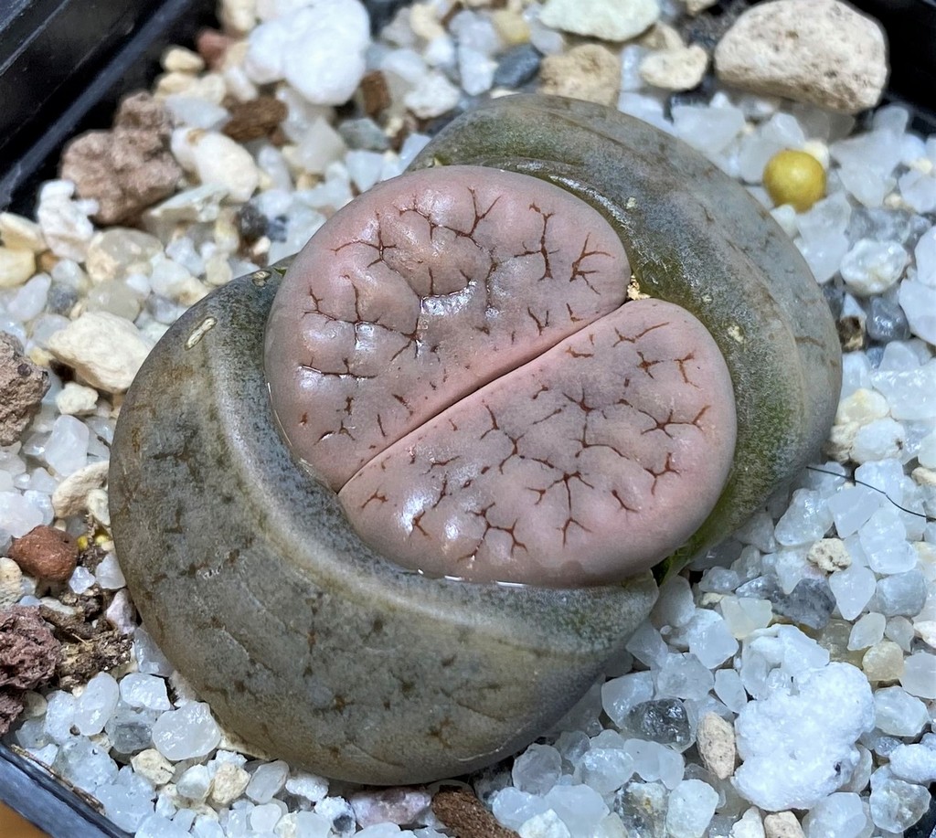 SH28212 Lithops gracilidelineata