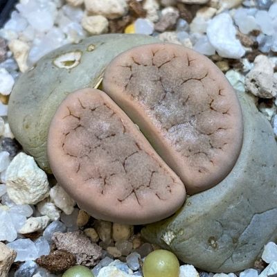 SH28213 Lithops gracilidelineata