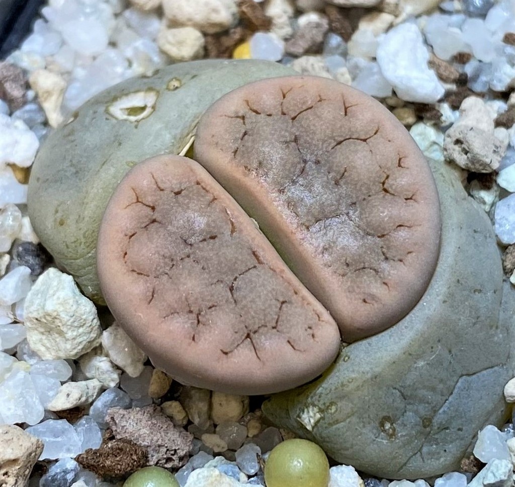 SH28213 Lithops gracilidelineata