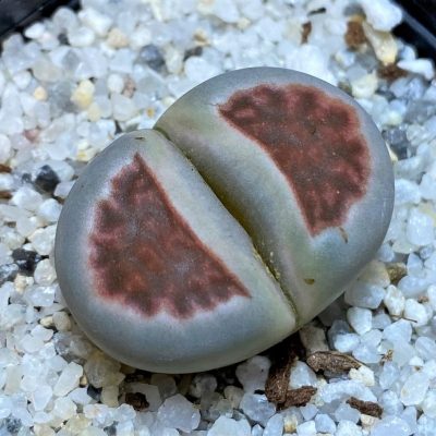 SH28215 Lithops karasmontana 'Top Red'