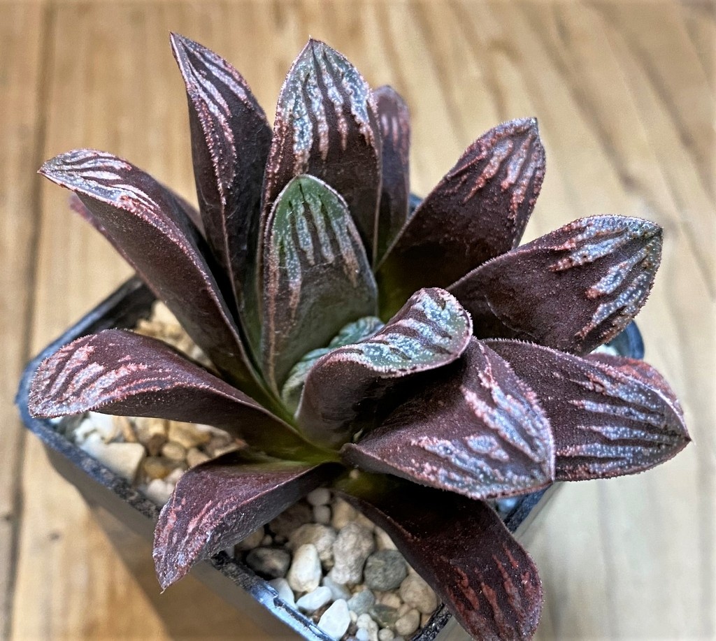 SH28221 Haworthia maughanii x splendens