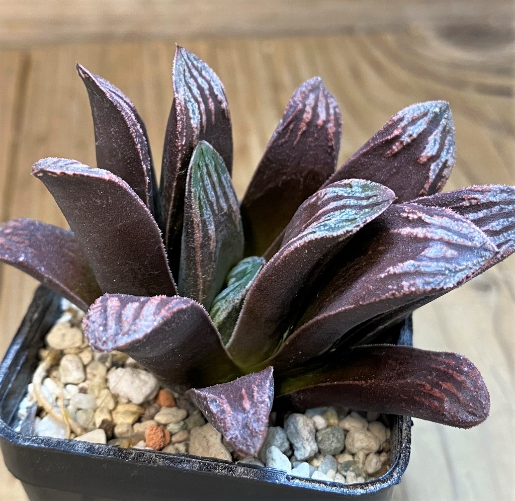 SH28221 Haworthia maughanii x splendens - Image 2