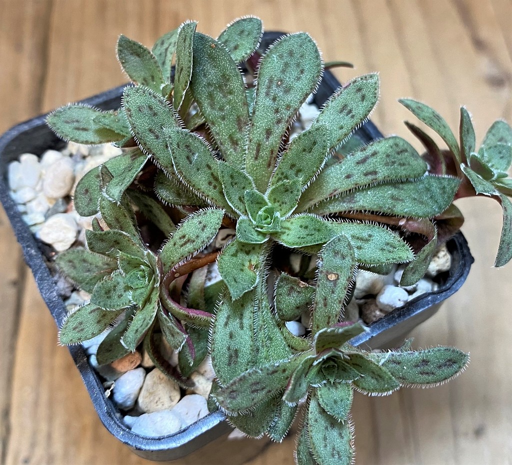 SH28223 Crassula exilis ssp. cooperi - Image 2