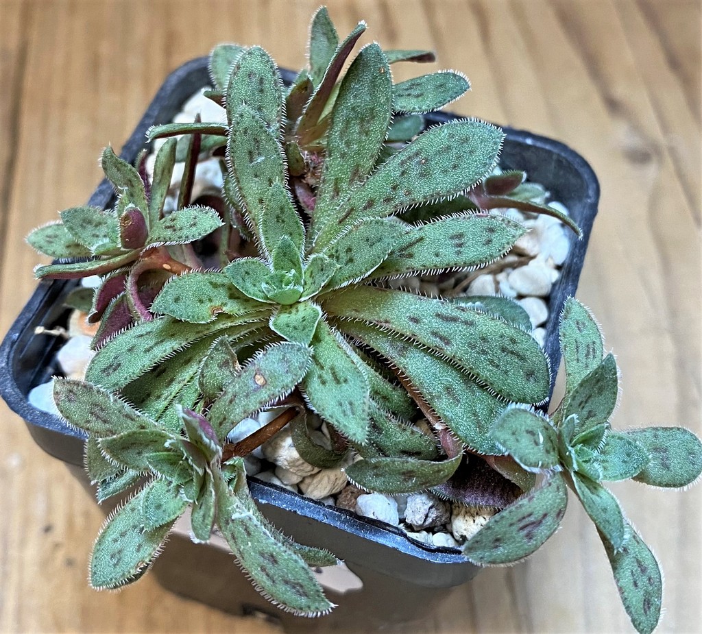 SH28223 Crassula exilis ssp. cooperi