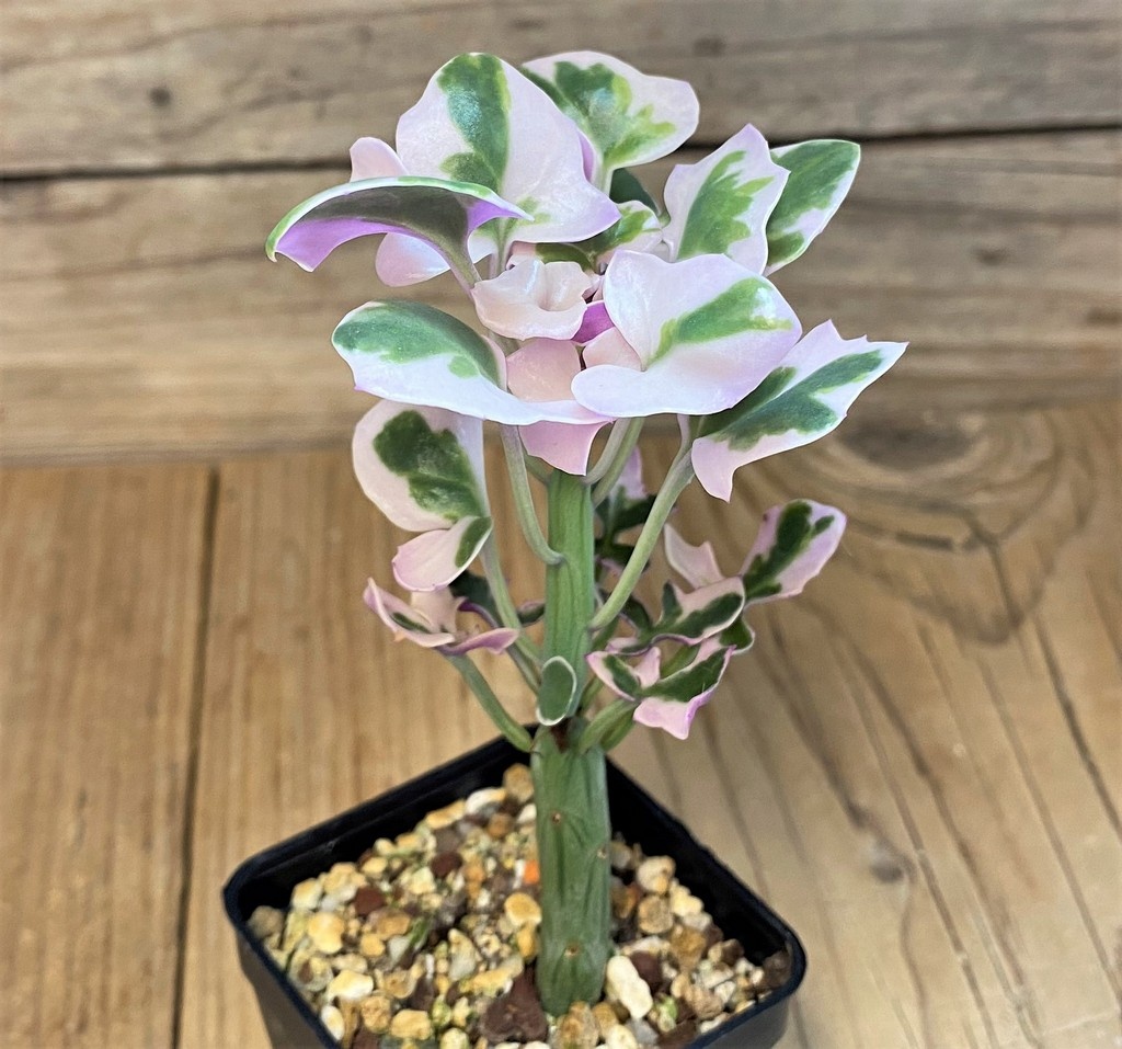 SH28224 Senecio articulatus f. variegata