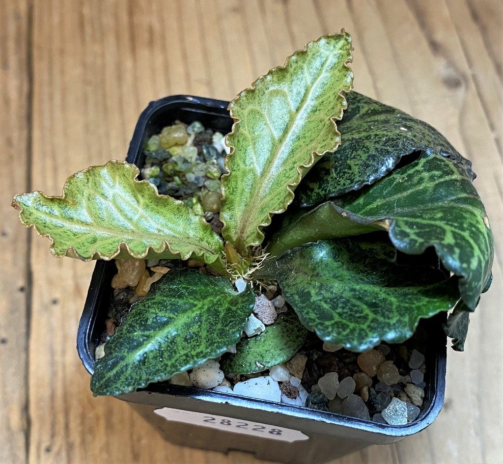 SH28228 Euphorbia francoisii hybrid - Image 2