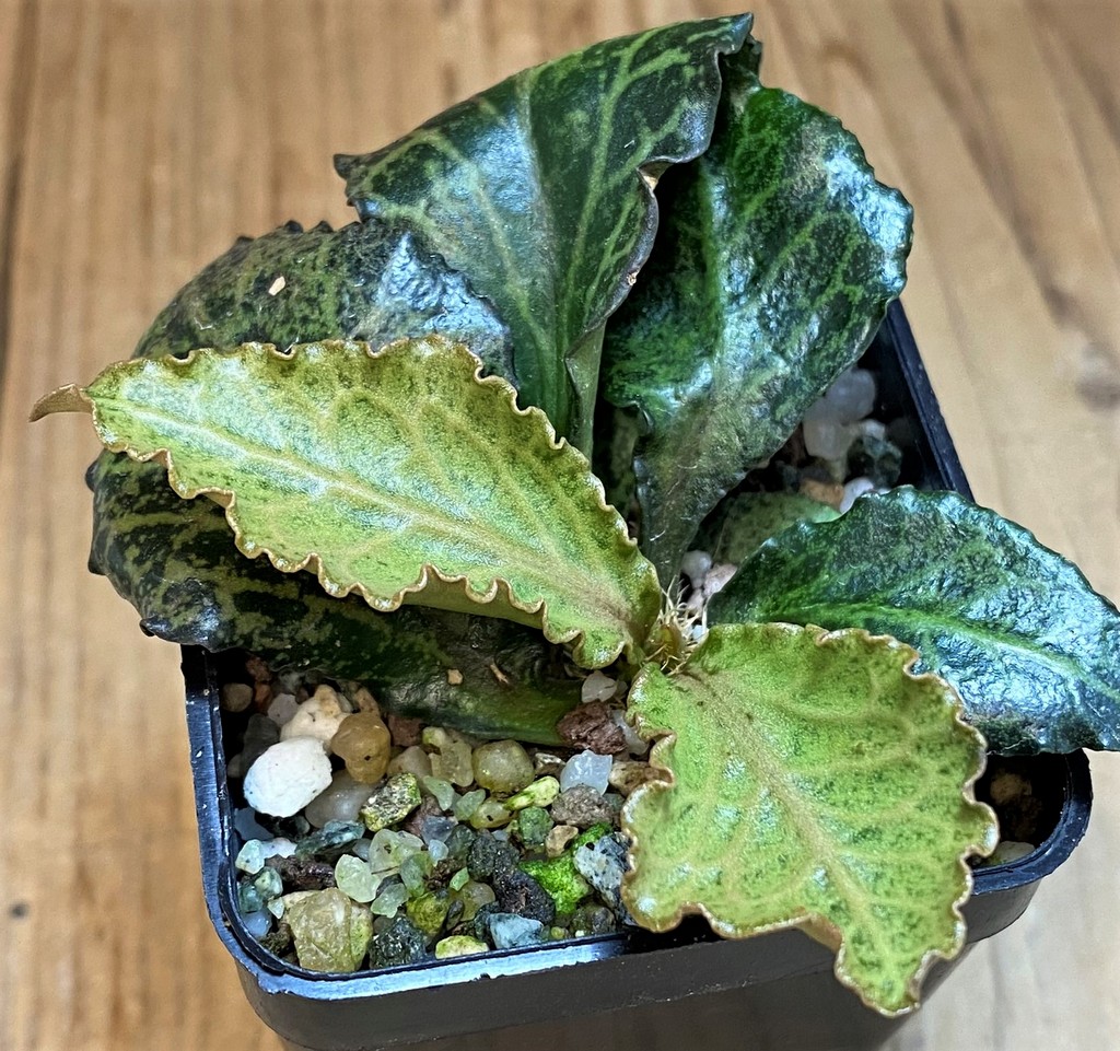 SH28228 Euphorbia francoisii hybrid