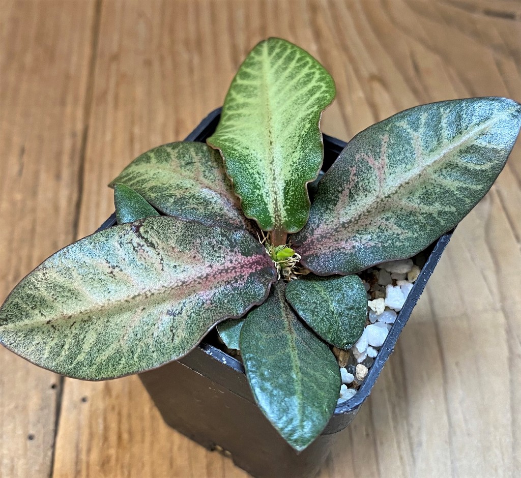 SH28229 Euphorbia francoisii hybrid - Image 2