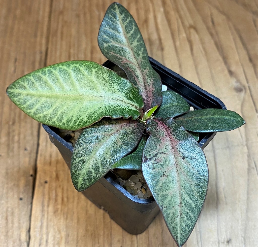 SH28229 Euphorbia francoisii hybrid
