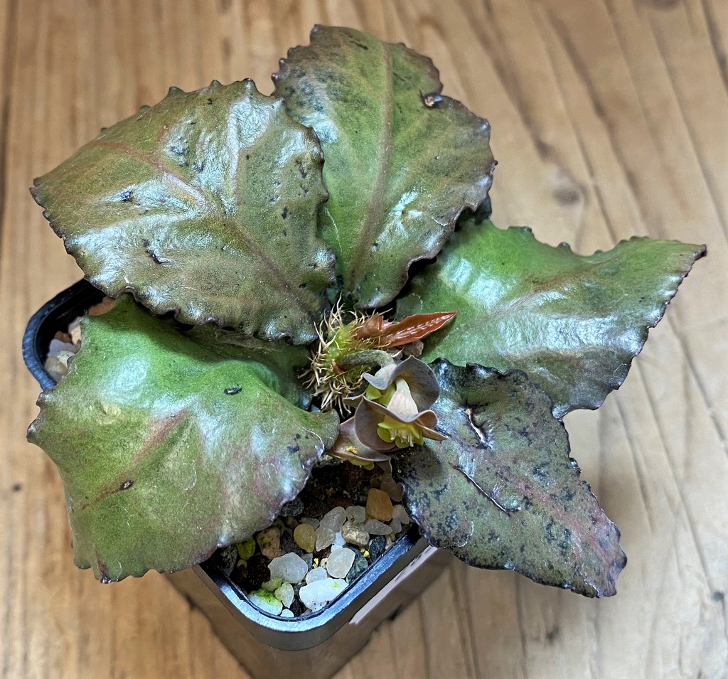 SH28230 Euphorbia francoisii hybrid - Image 2