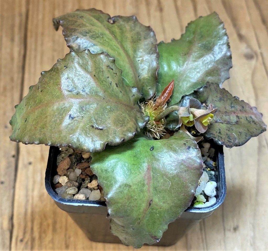 SH28230 Euphorbia francoisii hybrid