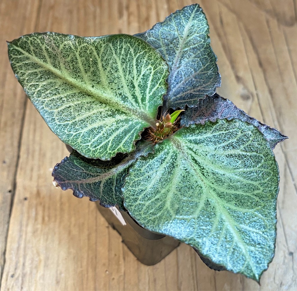 SH28231 Euphorbia francoisii hybrid