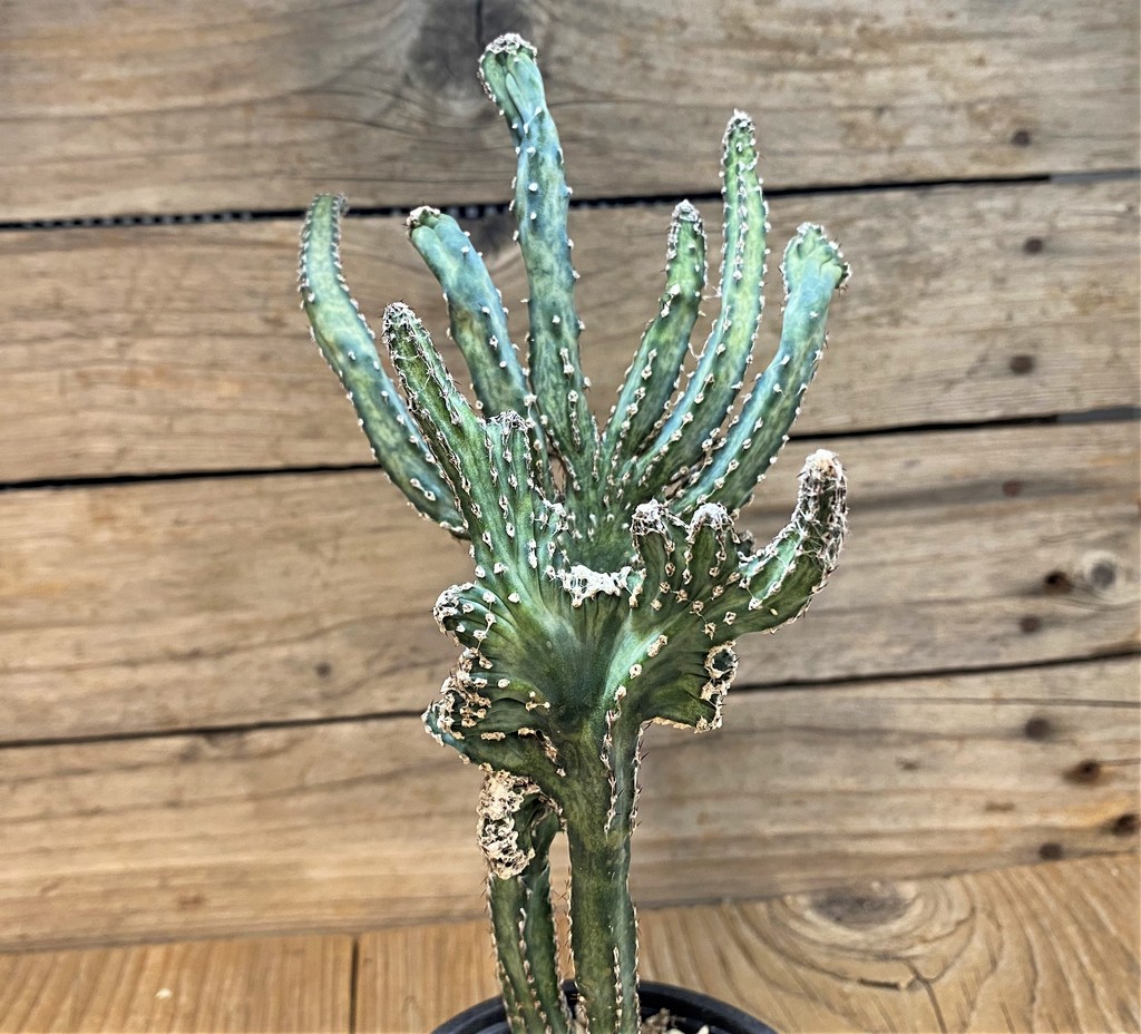 SH528232 Monvillea spegazzinii f. cristata