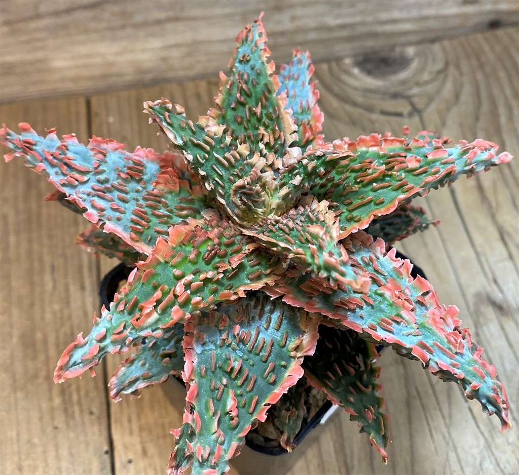 SH14236 Aloe TCT hybrid - Image 2