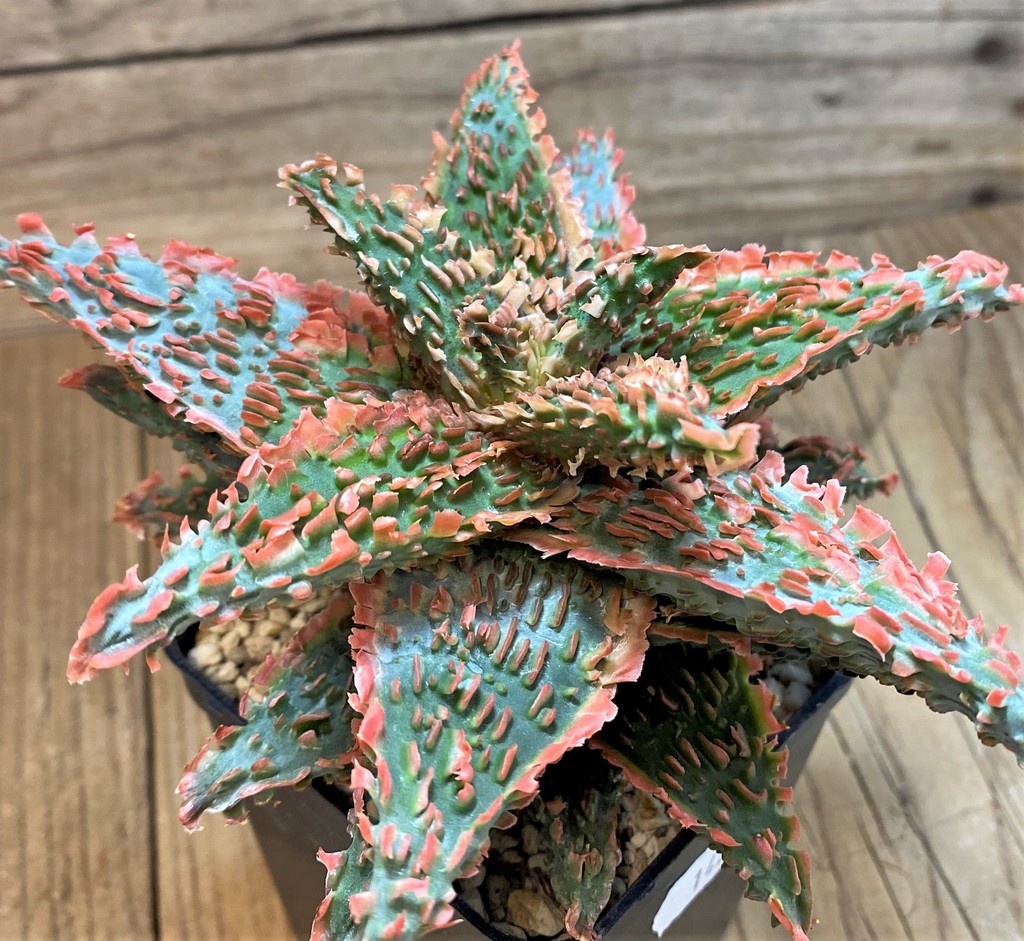 SH14236 Aloe TCT hybrid
