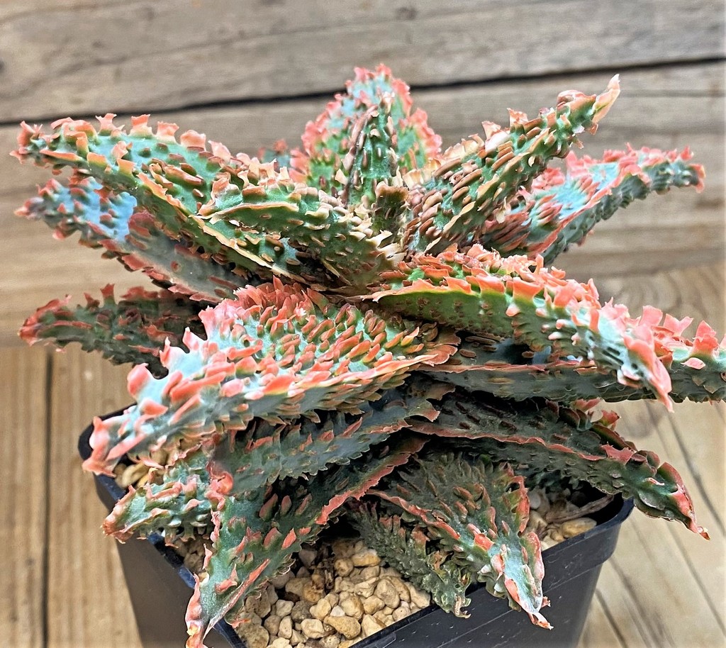 SH14236 Aloe TCT hybrid - Image 3