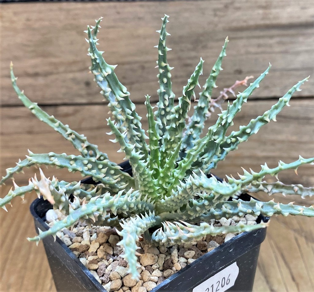 SH21206 Aloe humilis - Image 2